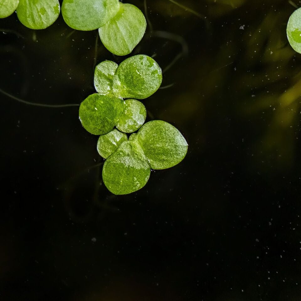 Spirodela polyrrhiza IN VITRO CUP