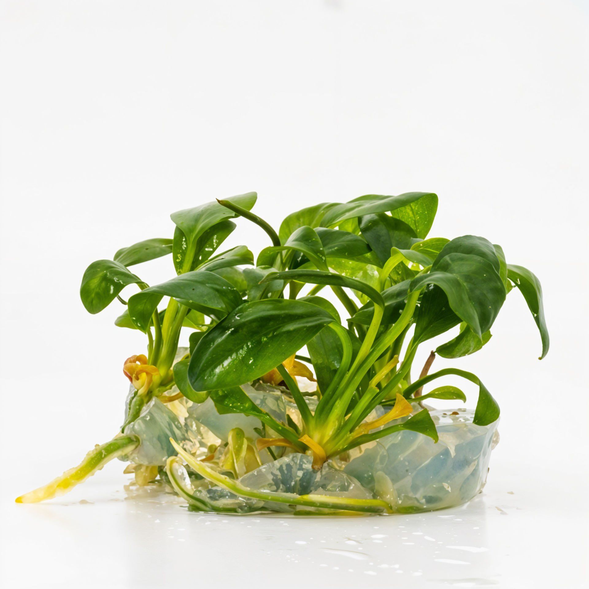 Anubias hastifolia IN VITRO JAR (KAVANOZ)