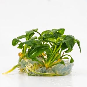 Anubias hastifolia IN VITRO JAR (KAVANOZ)