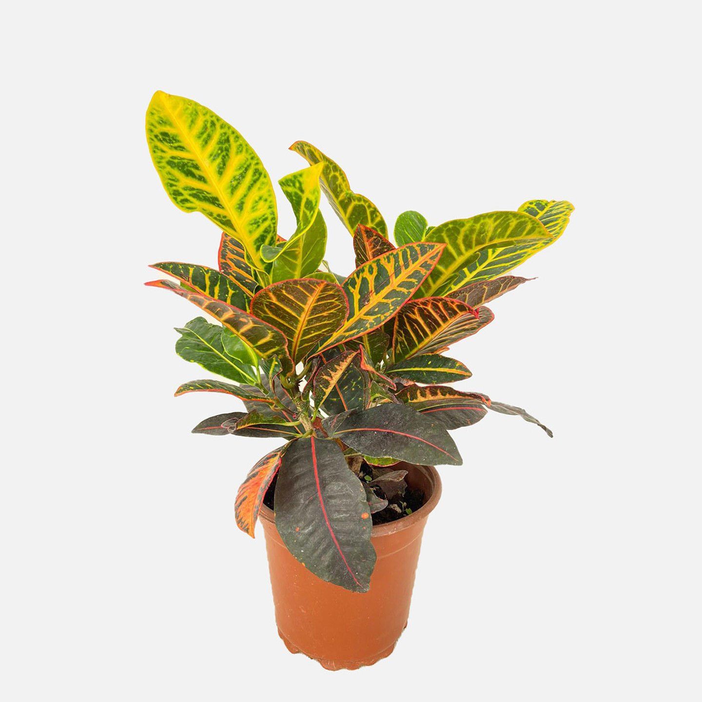 Croton multicolor ADET İTHAL