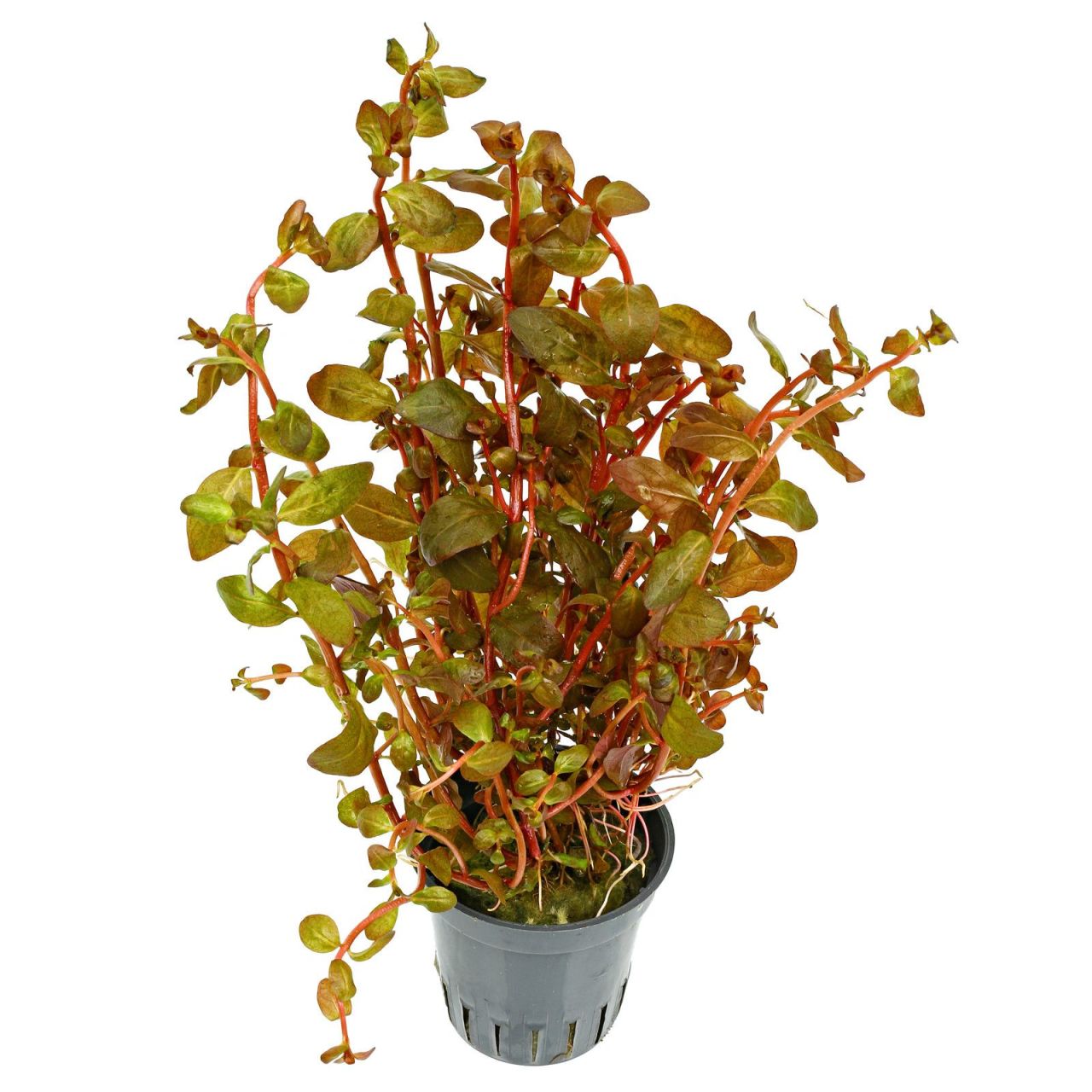 Ludwigia guinea SAKSI