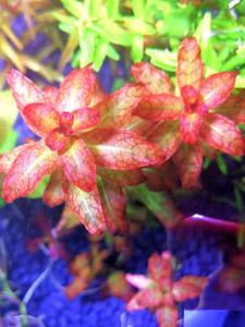 Ludwigia guinea SAKSI