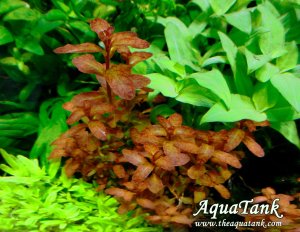 Ludwigia guinea SAKSI