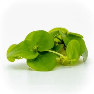 Limnobium laevigatum (Amazon Frogbit)