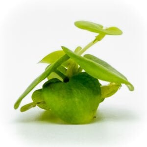Limnobium laevigatum (Amazon Frogbit)