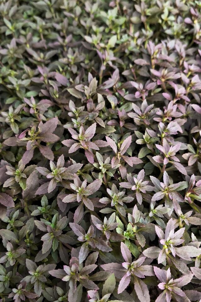 Limnophila aromatica mini İTHAL BUKET ÖN SİPARİŞ