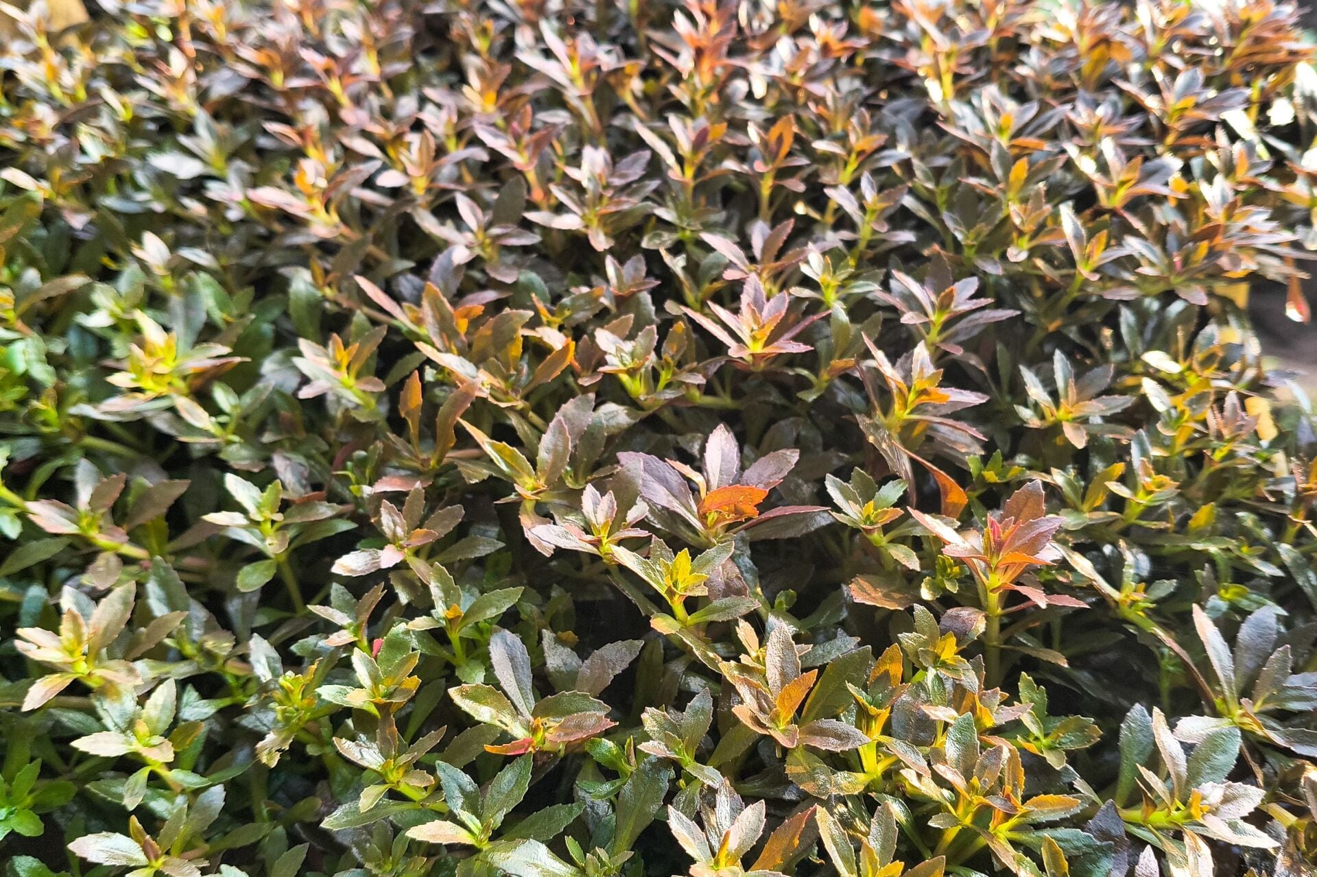 Limnophila aromatica mini İTHAL BUKET ÖN SİPARİŞ