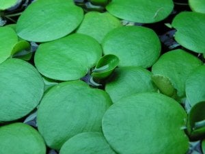 Limnobium laevigatum (Amazon Frogbit) ADET