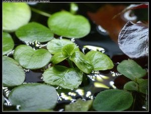 Limnobium laevigatum (Amazon Frogbit)