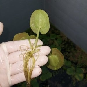 Limnobium laevigatum (Amazon Frogbit) ADET