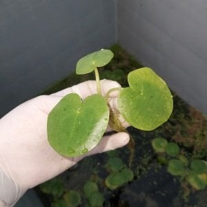 Limnobium laevigatum (Amazon Frogbit) ADET