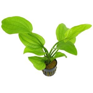 Echinodorus grandiflorus muricatus BUKET İTHAL