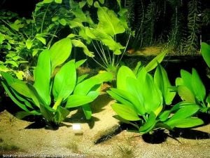 Echinodorus grandifolius muricatus İTHAL BUKET