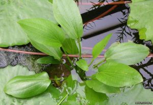 Echinodorus grandiflorus muricatus BUKET İTHAL