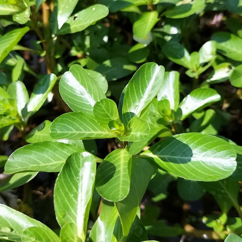 Ludwigia mato grosso İTHAL BUKET ÖN SİPARİŞ