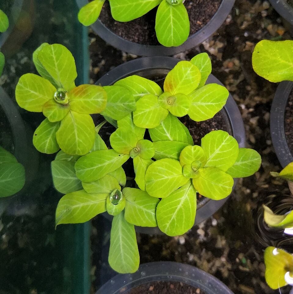 Ludwigia mato grosso İTHAL BUKET ÖN SİPARİŞ