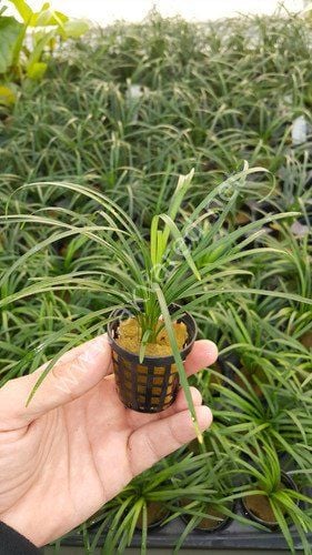 Ophiopogon jaburan BUKET