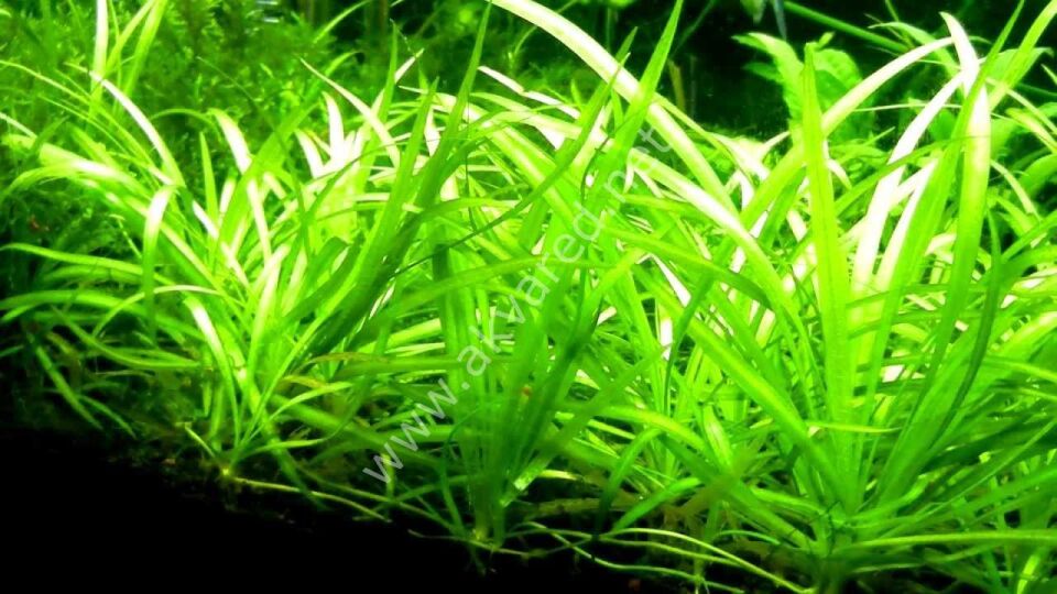Sagittaria subulata PREMIUM POT