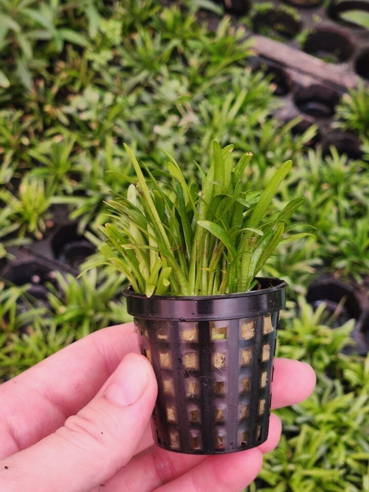 Sagittaria subulata PREMIUM POT