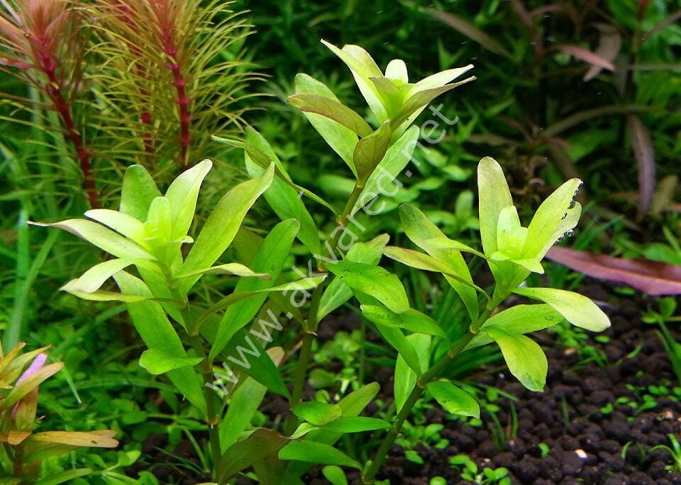 Rotala ceylon PREMIUM POT