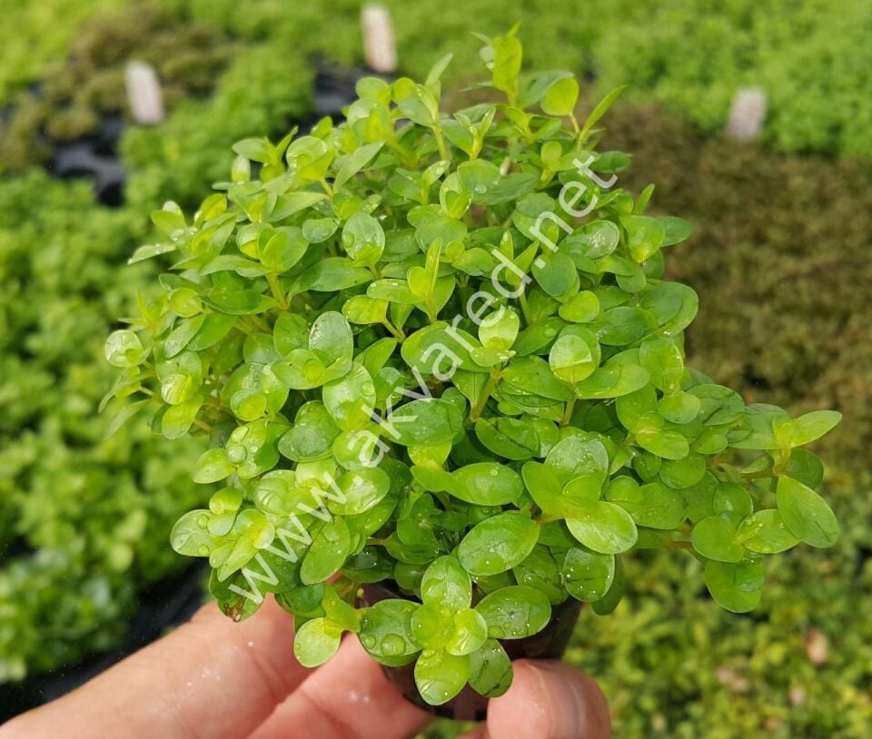 Rotala ceylon PREMIUM POT