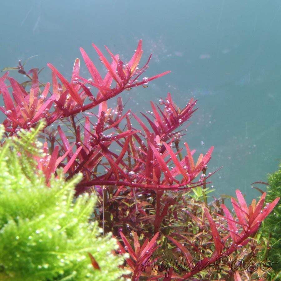 Rotala colorata PREMIUM POT