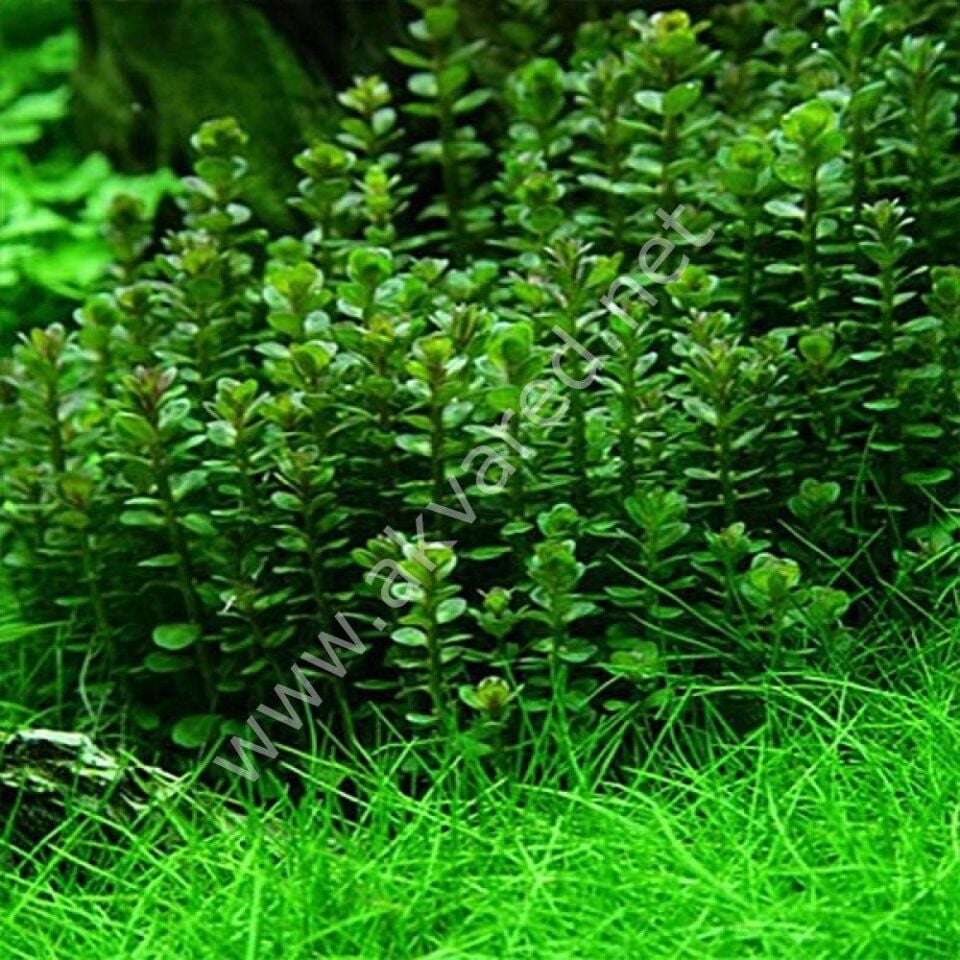 Rotala bonsai red indo IN VITRO CUP