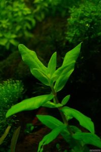 Ammannia capitella BUKET