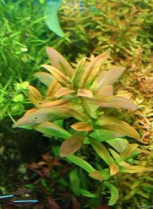 Ammannia capitella BUKET