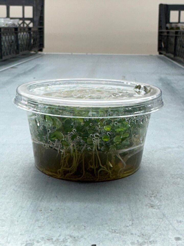 Rotala bonsai red indo IN VITRO CUP