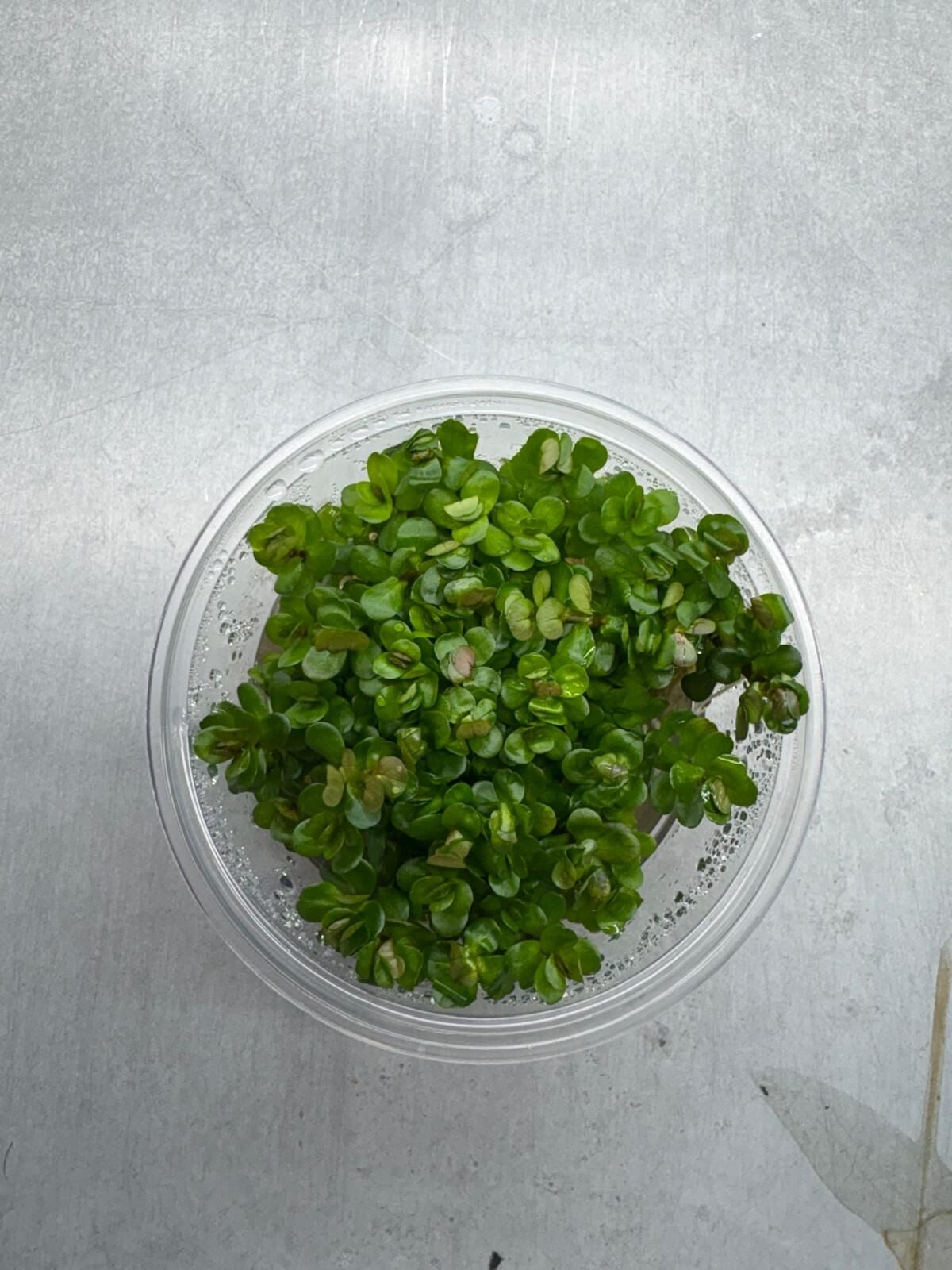 Rotala bonsai red indo IN VITRO CUP