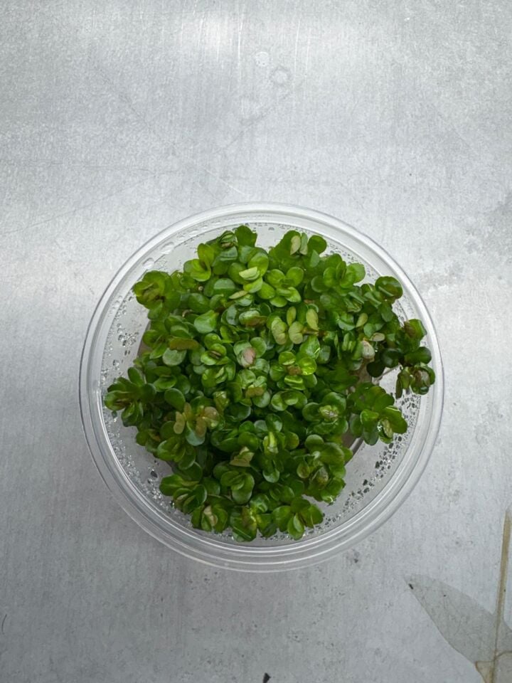 Rotala bonsai red indo IN VITRO CUP