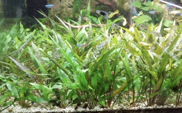 Cryptocoryne lutea BUKET