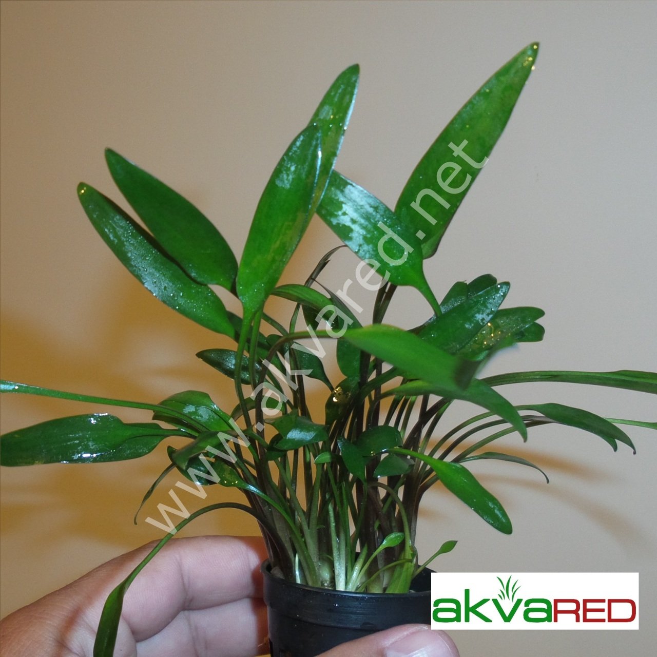 Cryptocoryne lutea BUKET