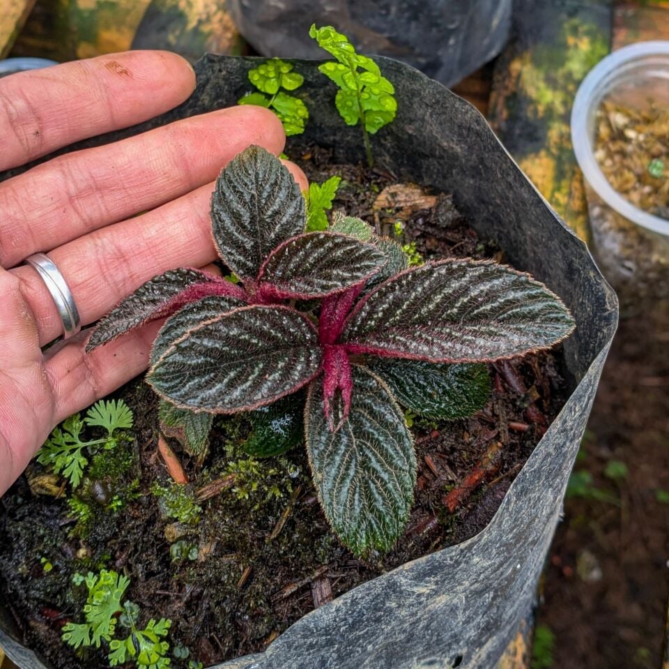 Acranthera sp. Kapuas Hulu ÖN SİPARİŞ