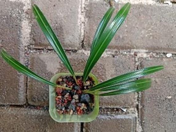 Aridarum bakoaella nakamotoi ÖN SİPARİŞ