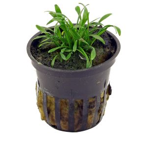 Cryptocoryne parva SAKSI