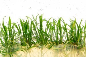 Cryptocoryne parva SAKSI