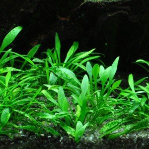 Cryptocoryne parva SAKSI