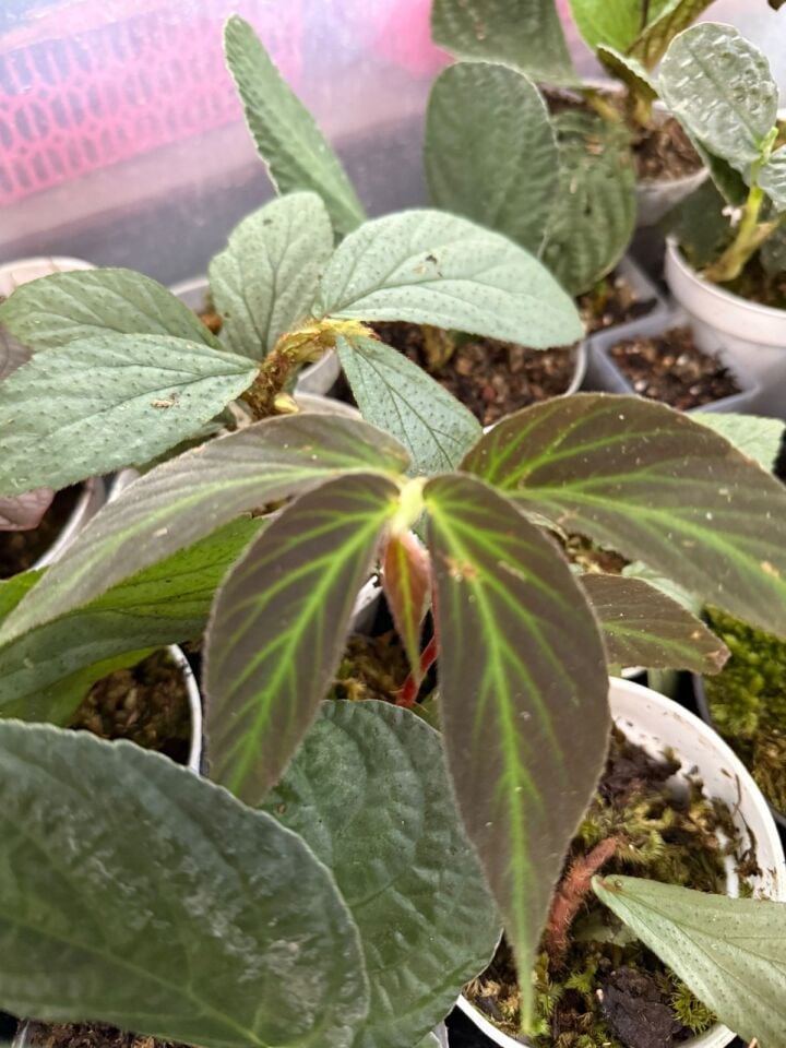 Begonia kapuas hulu ÖN SİPARİŞ