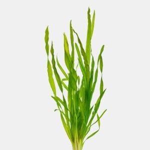 Vallisneria concortionist/twisted İTHAL BUKET ÖN SİPARİŞ
