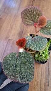 Begonia red bengkayang