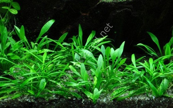 Cryptocoryne parva BUKET