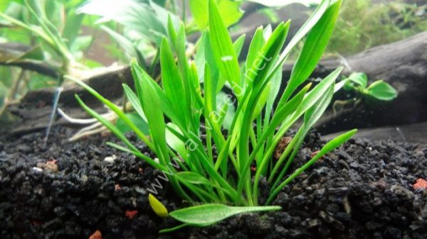 Cryptocoryne parva BUKET