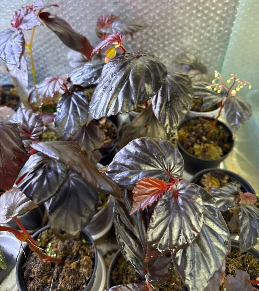 Begonia red kapuas ÖN SİPARİŞ