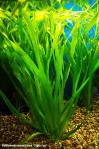 Vallisneria gigantea (Dev Saz) green İTHAL BUKET  ÖN SİPARİŞ