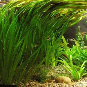 Vallisneria gigantea (Dev Saz) green İTHAL BUKET  ÖN SİPARİŞ