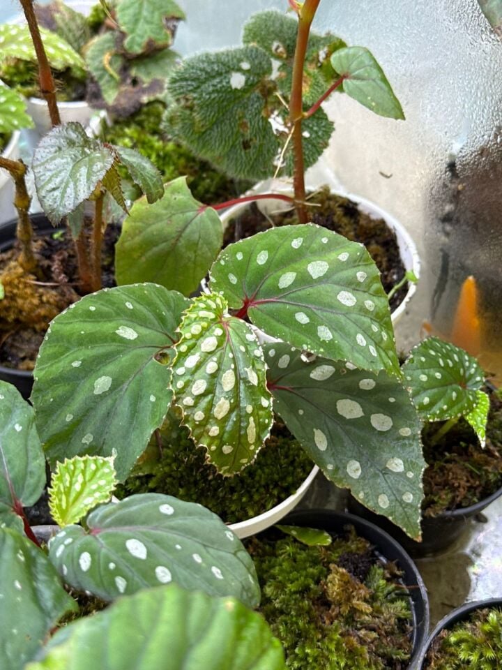 Begonia tools ÖN SİPARİŞ