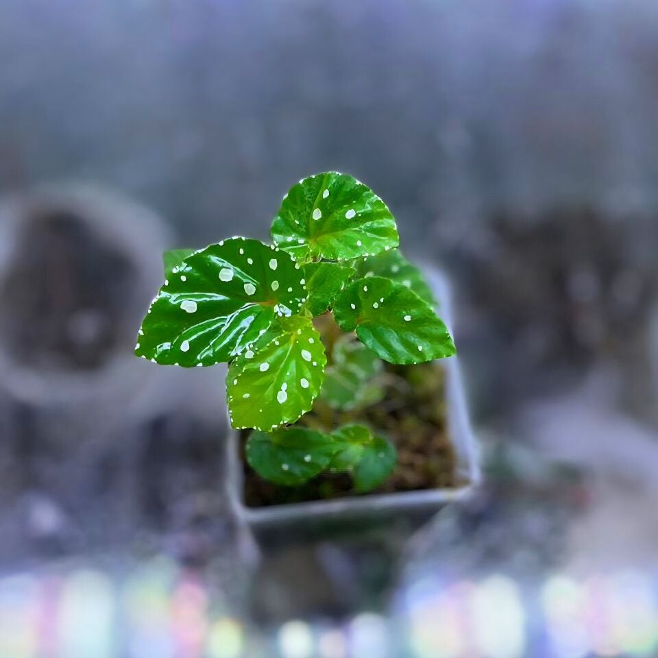 Begonia tools ÖN SİPARİŞ