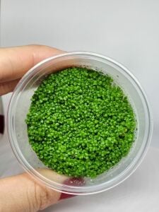 Hemianthus callitrichoides cuba IN VITRO CUP